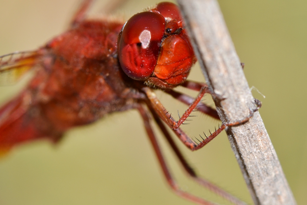 ID Libellulidae: Crocothemis cfr. erythraea maschio