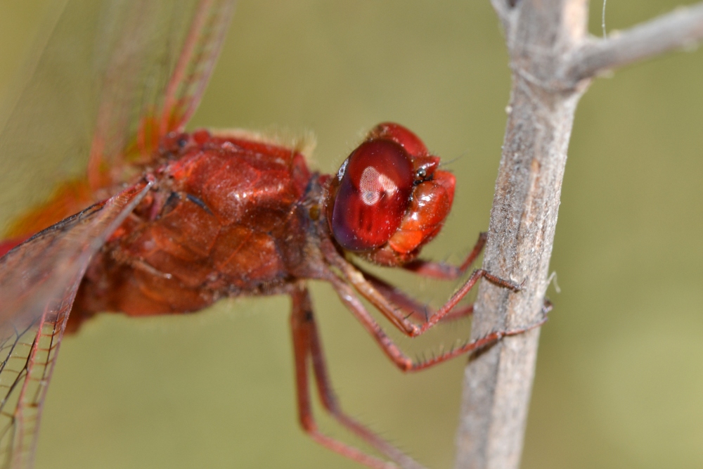 ID Libellulidae: Crocothemis cfr. erythraea maschio