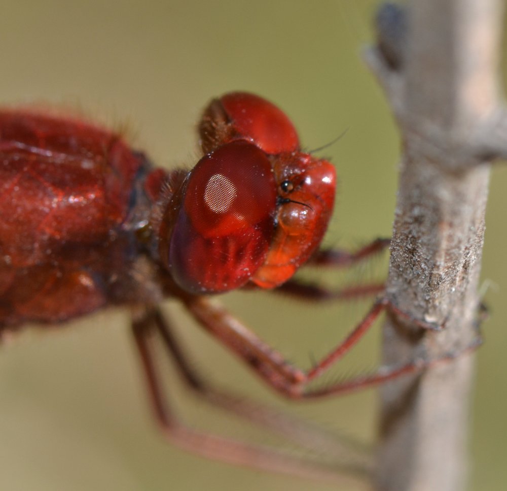 ID Libellulidae: Crocothemis cfr. erythraea maschio