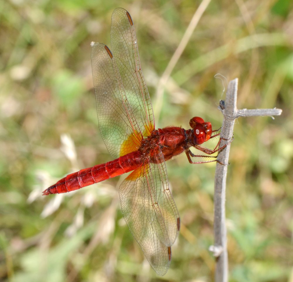 ID Libellulidae: Crocothemis cfr. erythraea maschio