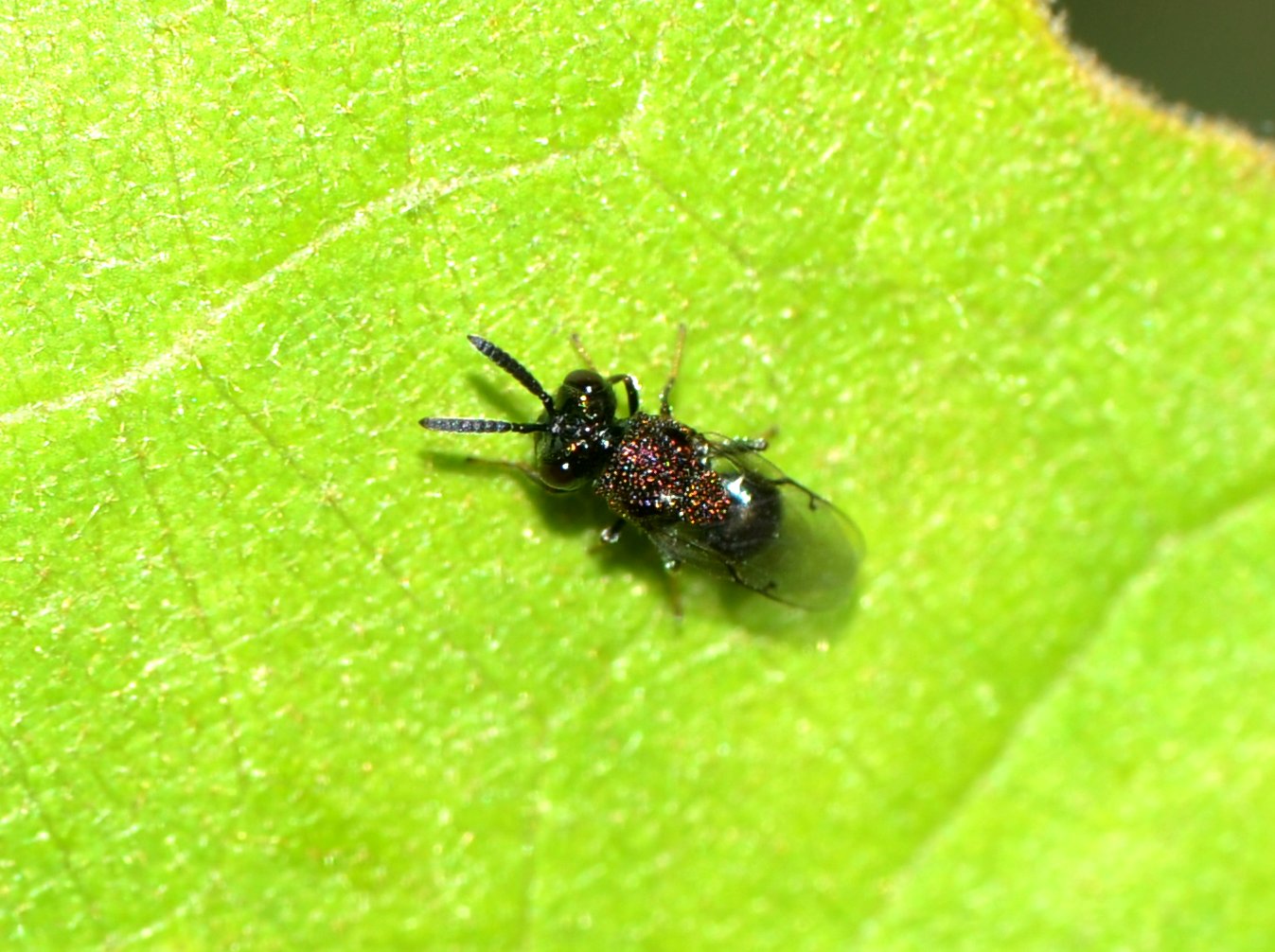 ID esemplare Chalcidoidea