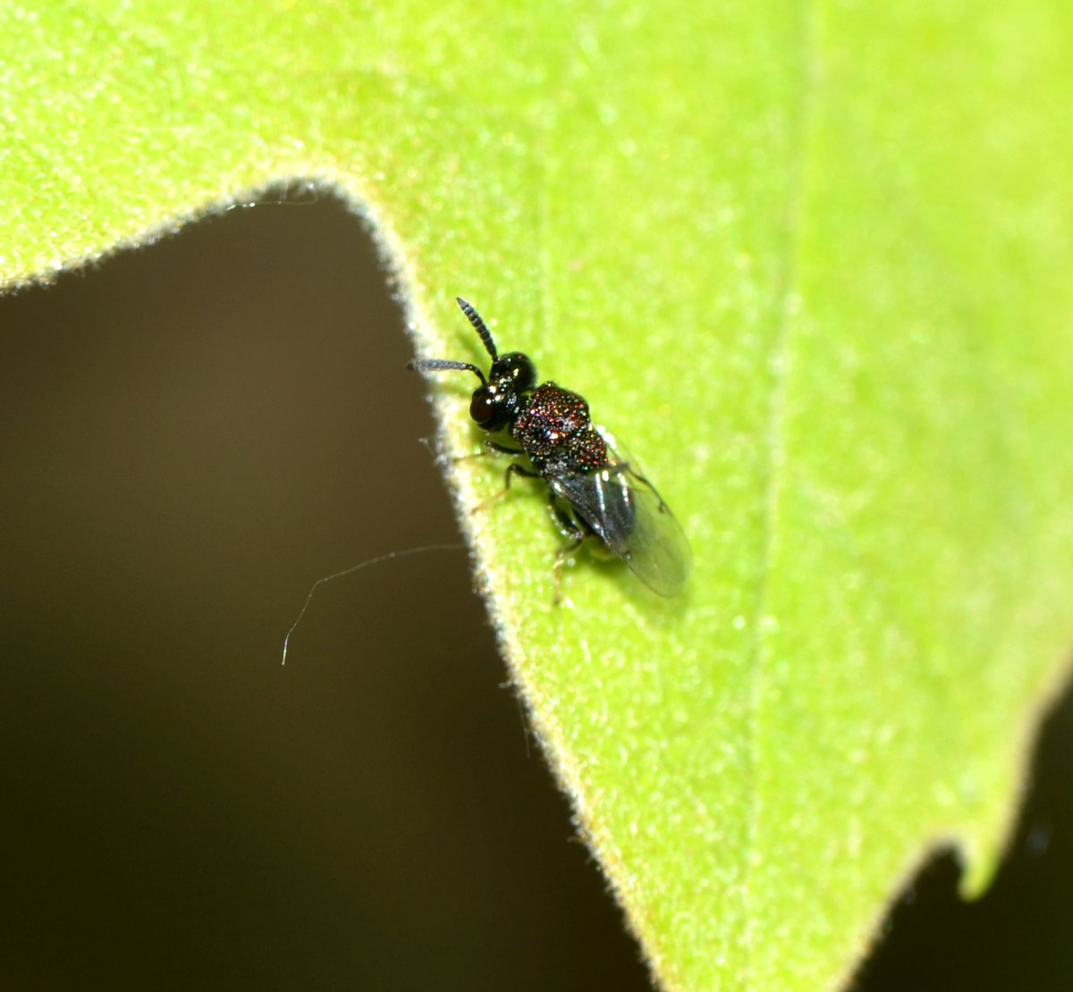 ID esemplare Chalcidoidea