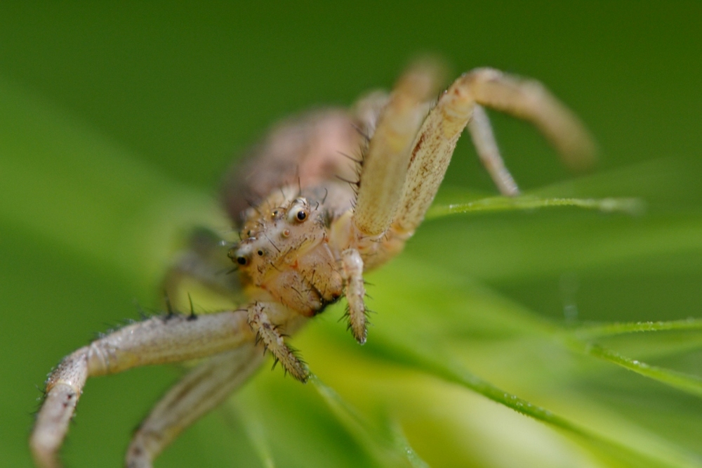 Xysticus sp.