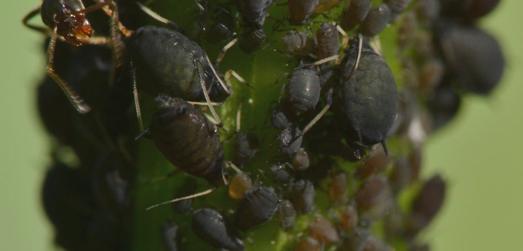 Formiche con afidi: Lasius sp.