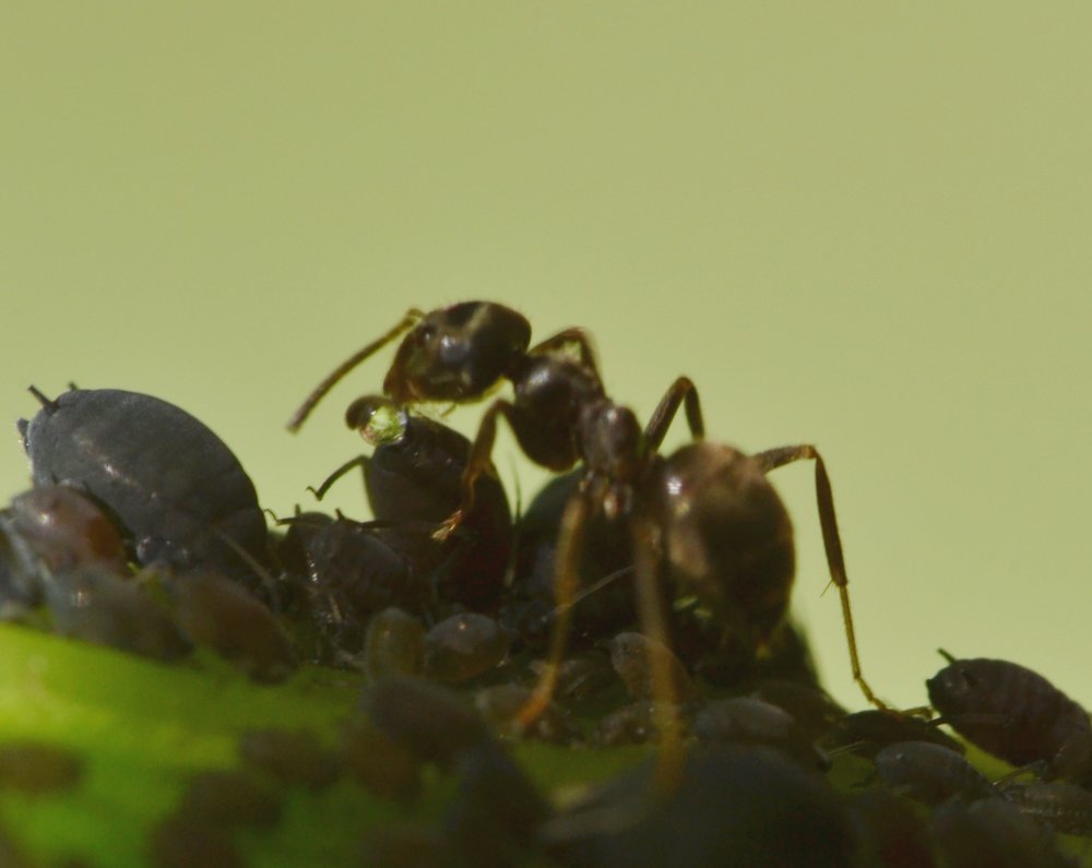 Formiche con afidi: Lasius sp.