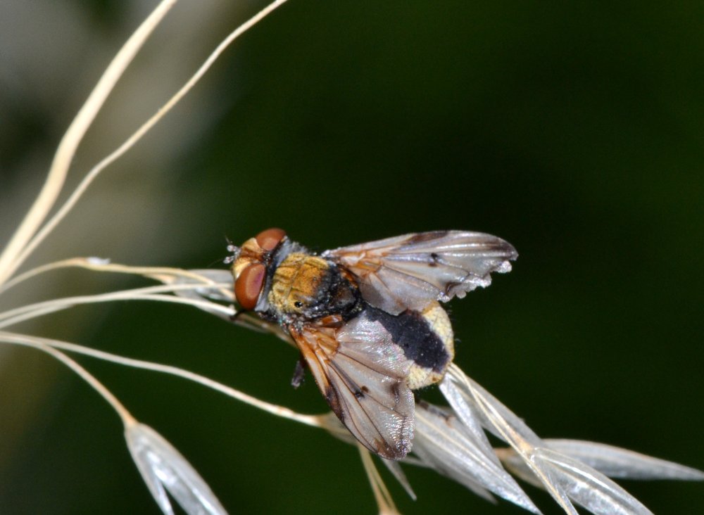 Tachinidae: Ectophasia crassipennis maschio