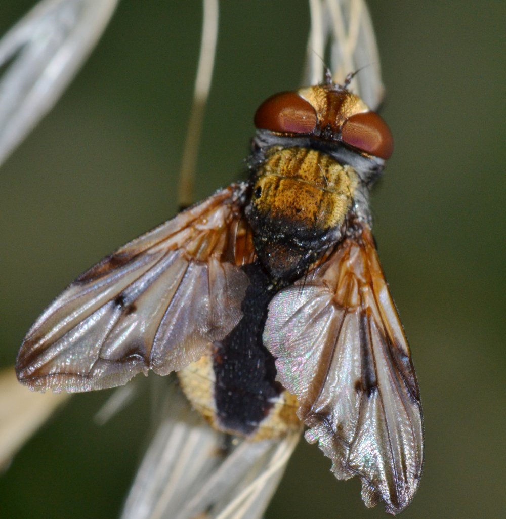 Tachinidae: Ectophasia crassipennis maschio