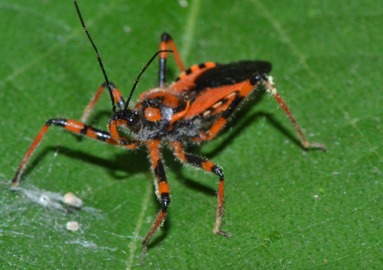 Reduviidae - Rhynocoris rubricus