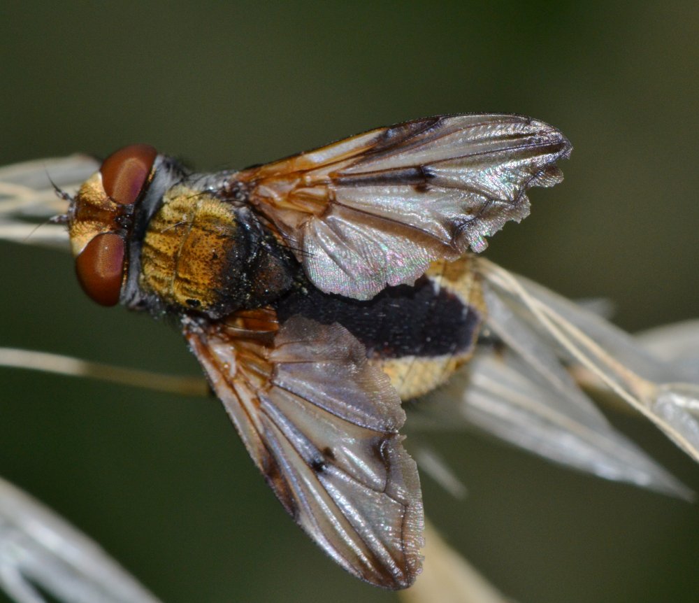 Tachinidae: Ectophasia crassipennis maschio