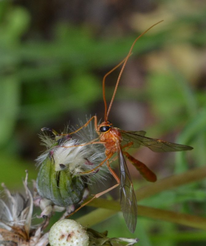 Ophionidae, Enicospilus sp.?