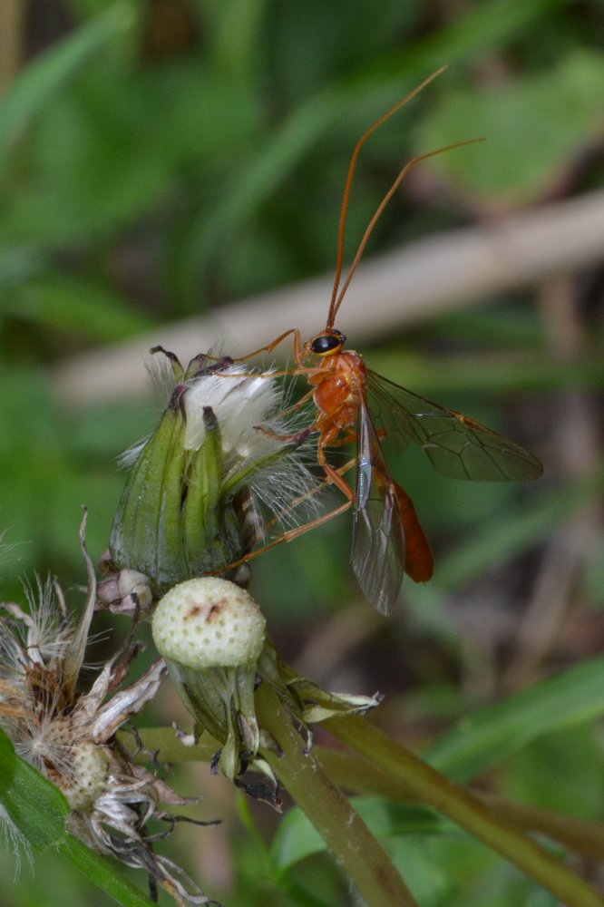 Ophionidae, Enicospilus sp.?