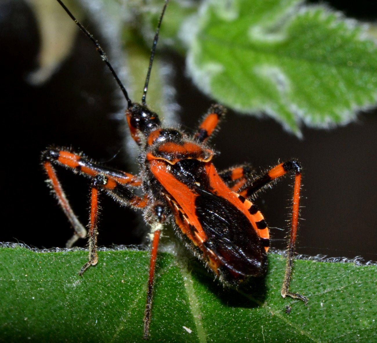 Reduviidae - Rhynocoris rubricus