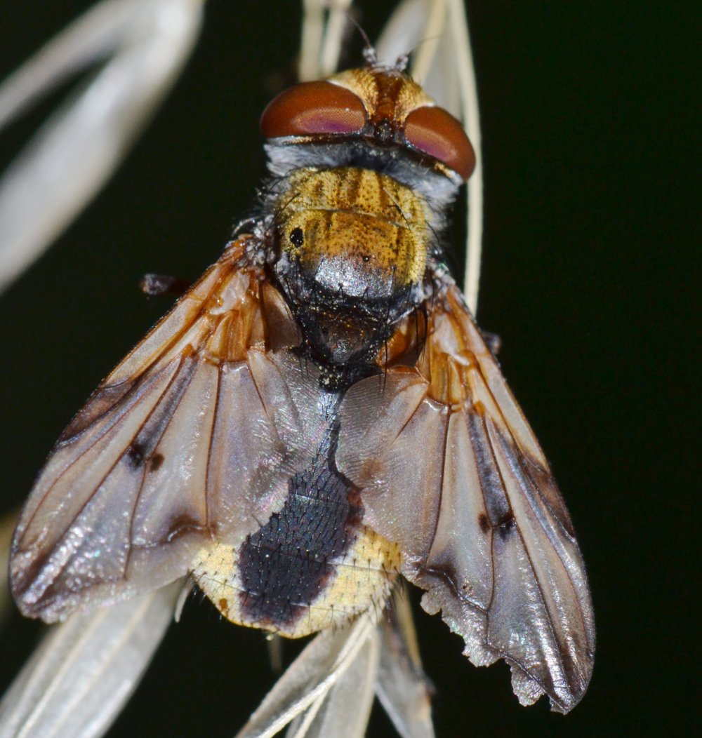 Tachinidae: Ectophasia crassipennis maschio