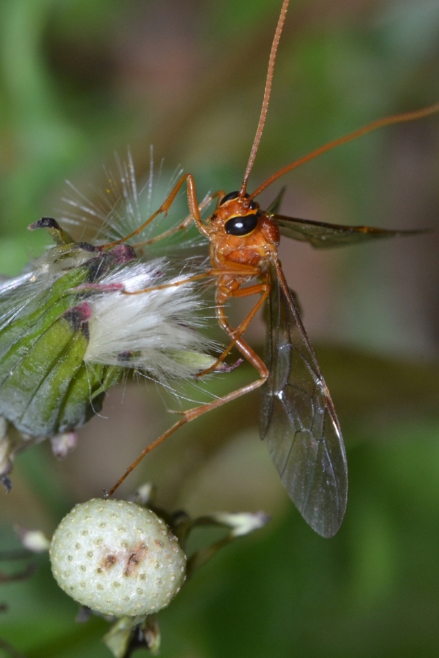 Ophionidae, Enicospilus sp.?