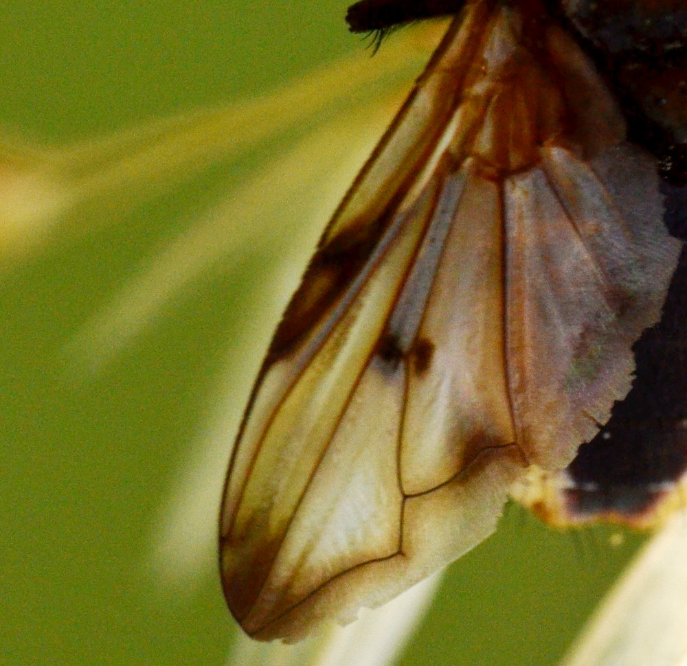 Tachinidae: Ectophasia crassipennis maschio