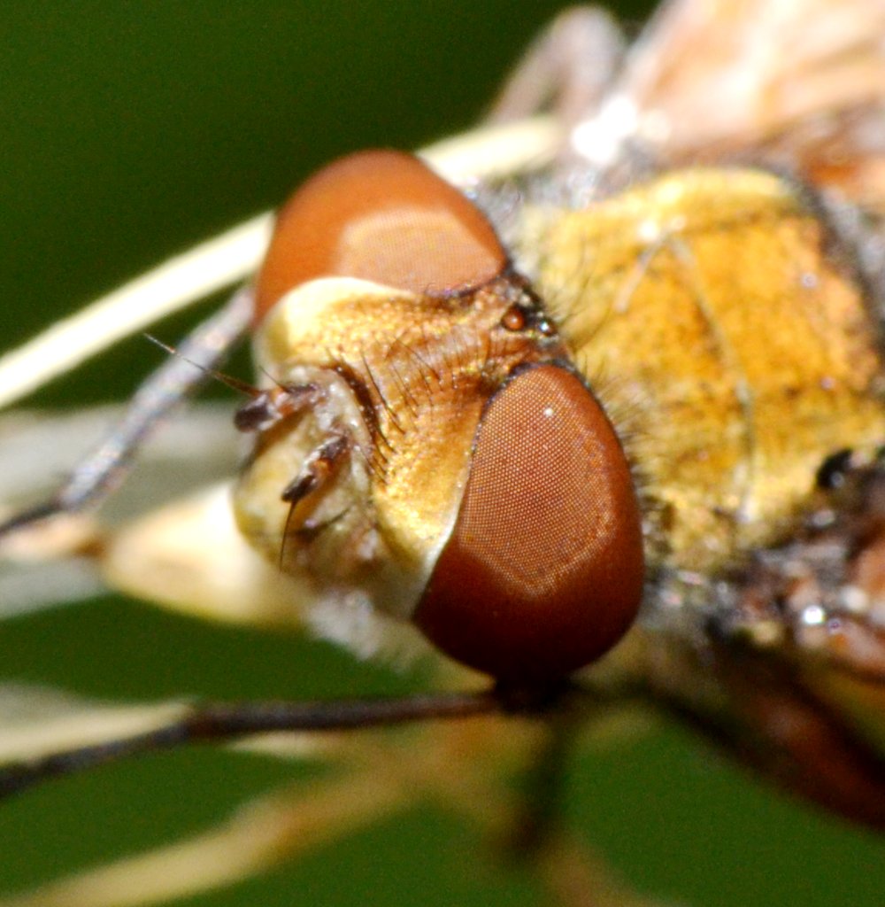 Tachinidae: Ectophasia crassipennis maschio