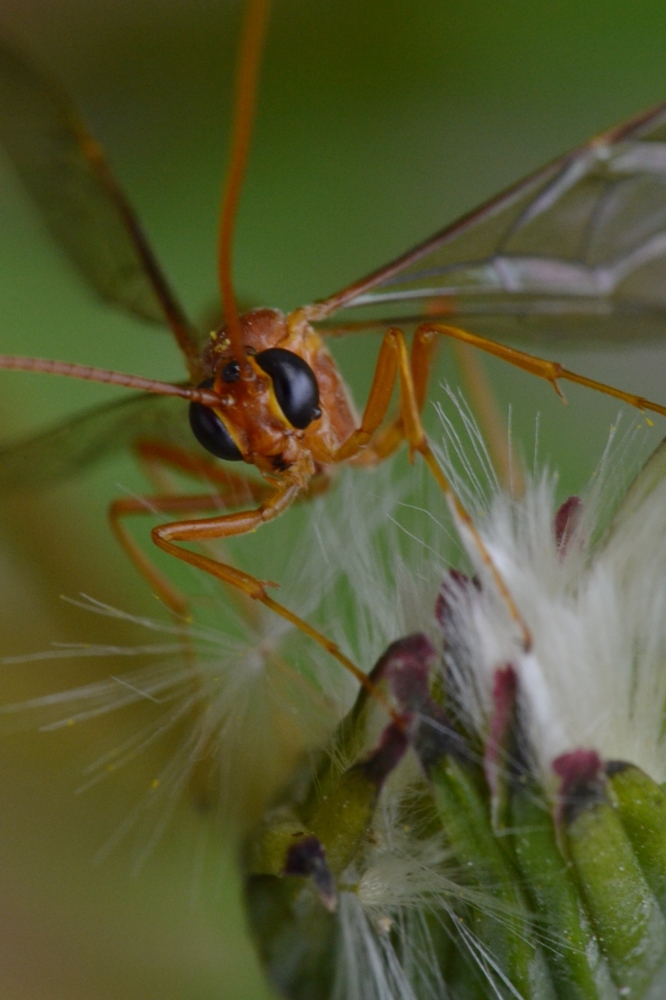 Ophionidae, Enicospilus sp.?