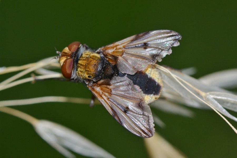 Tachinidae: Ectophasia crassipennis maschio