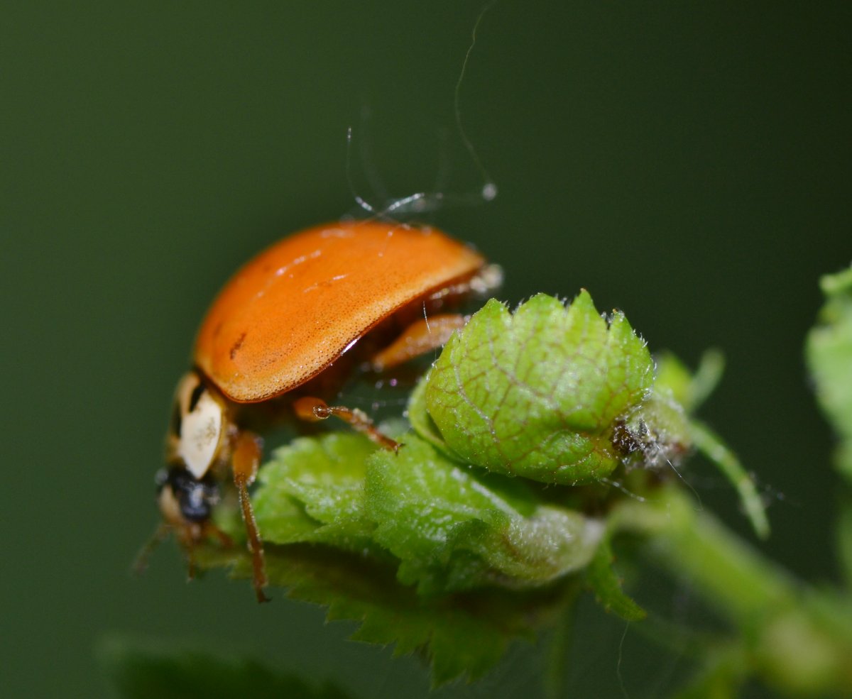 Harmonia axyridis