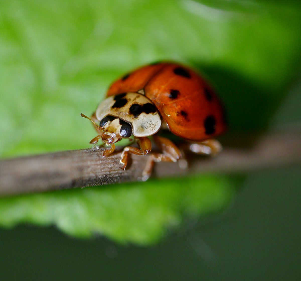 Harmonia axyridis