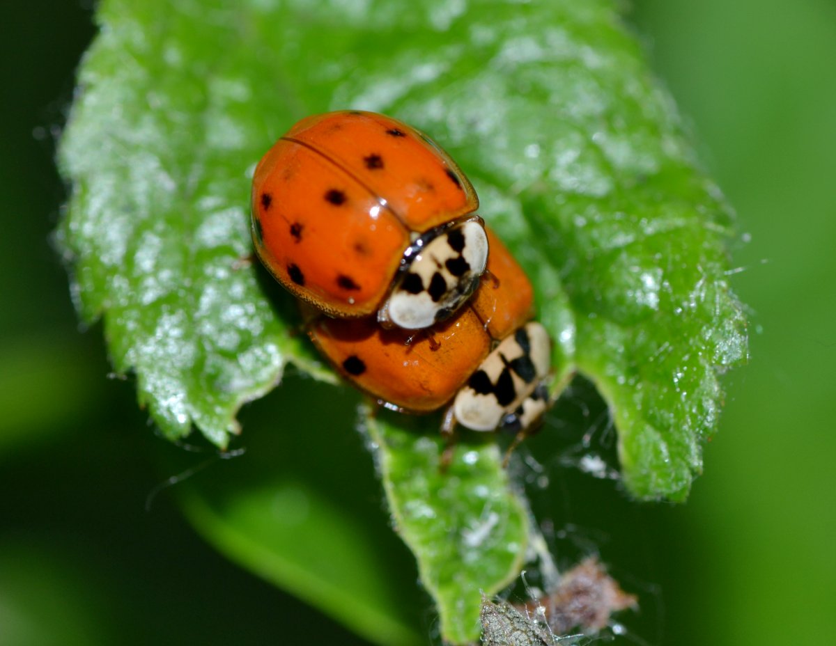 Harmonia axyridis