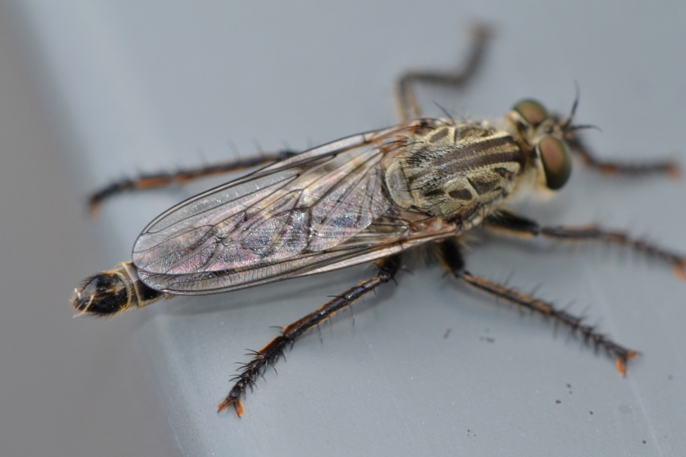 Asilidae: gruppo Machimus