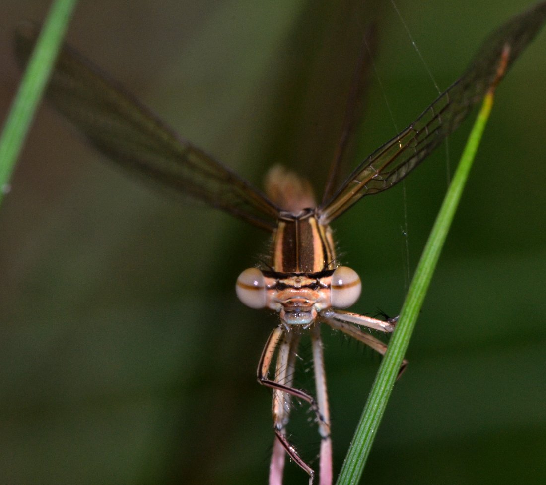 Furto (mio) a spese di un Tetragnathidae