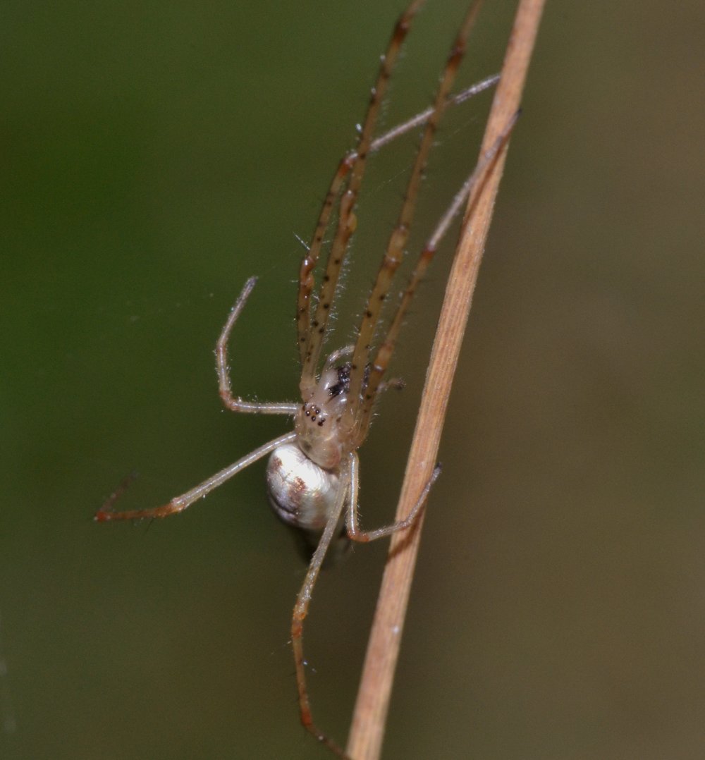 Furto (mio) a spese di un Tetragnathidae