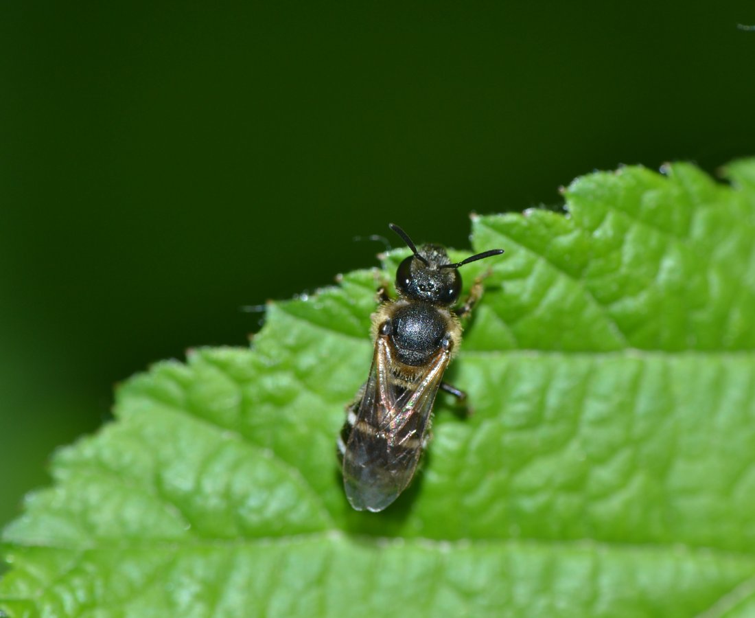 Apidae Halictinae