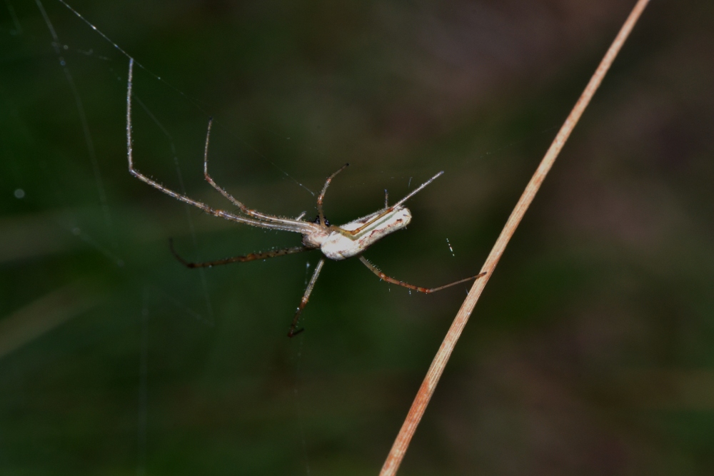 Furto (mio) a spese di un Tetragnathidae