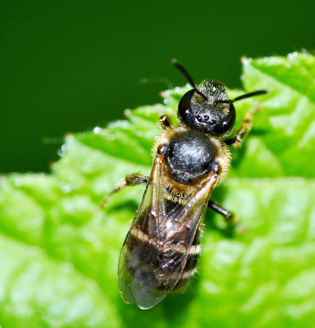 Apidae Halictinae