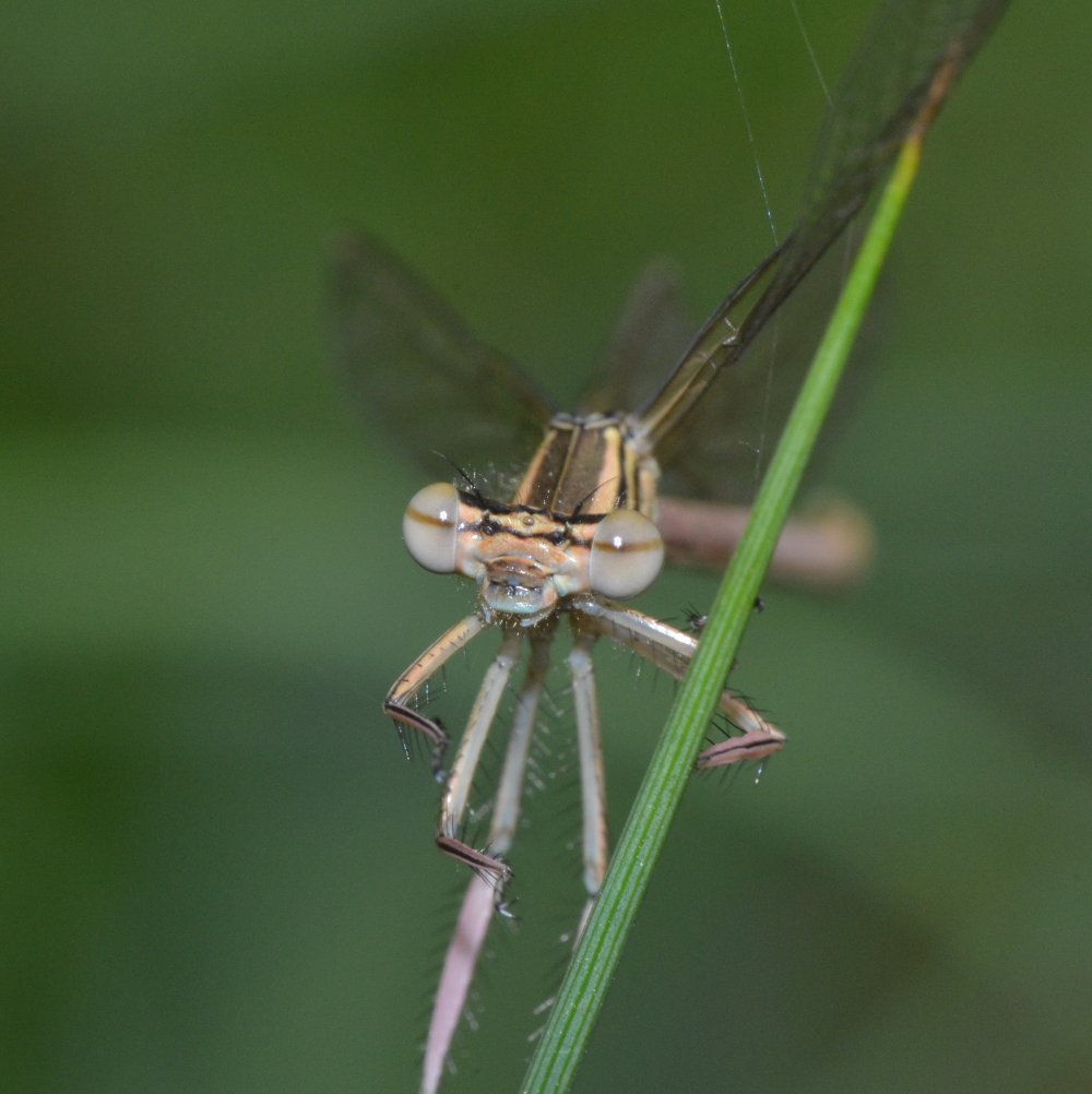 Furto (mio) a spese di un Tetragnathidae