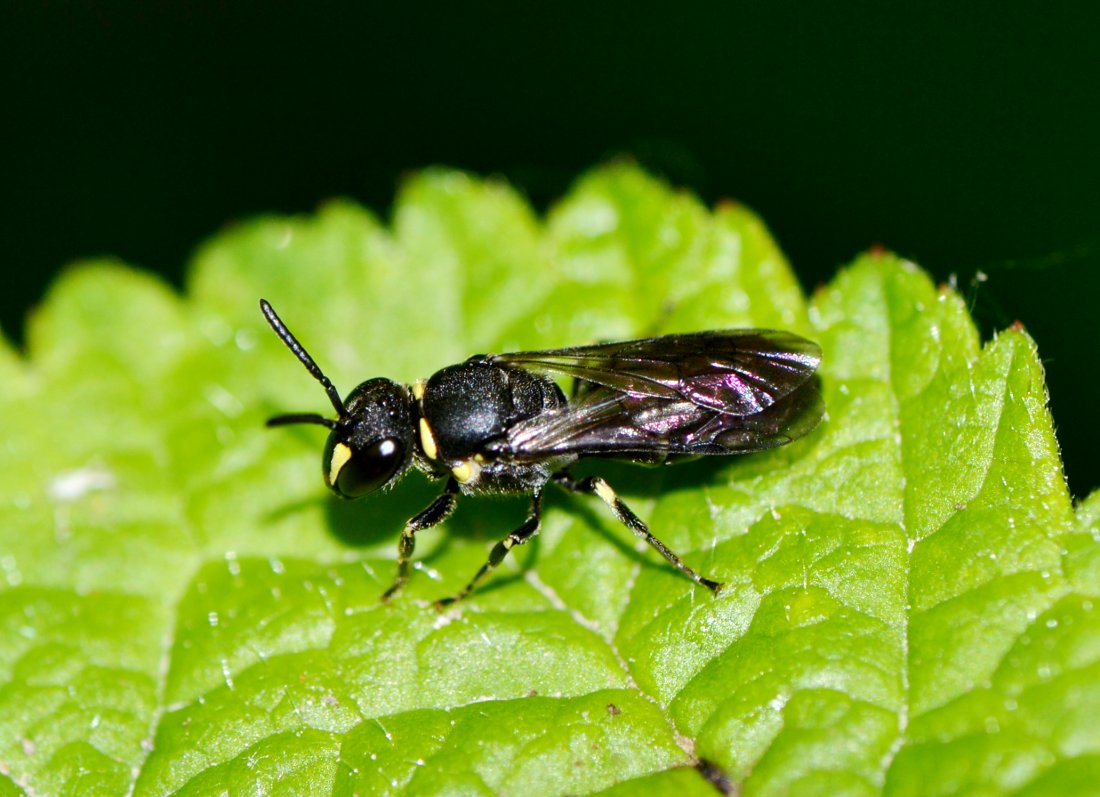 femmina di Hylaeus sp. (Apidae Colletinae)