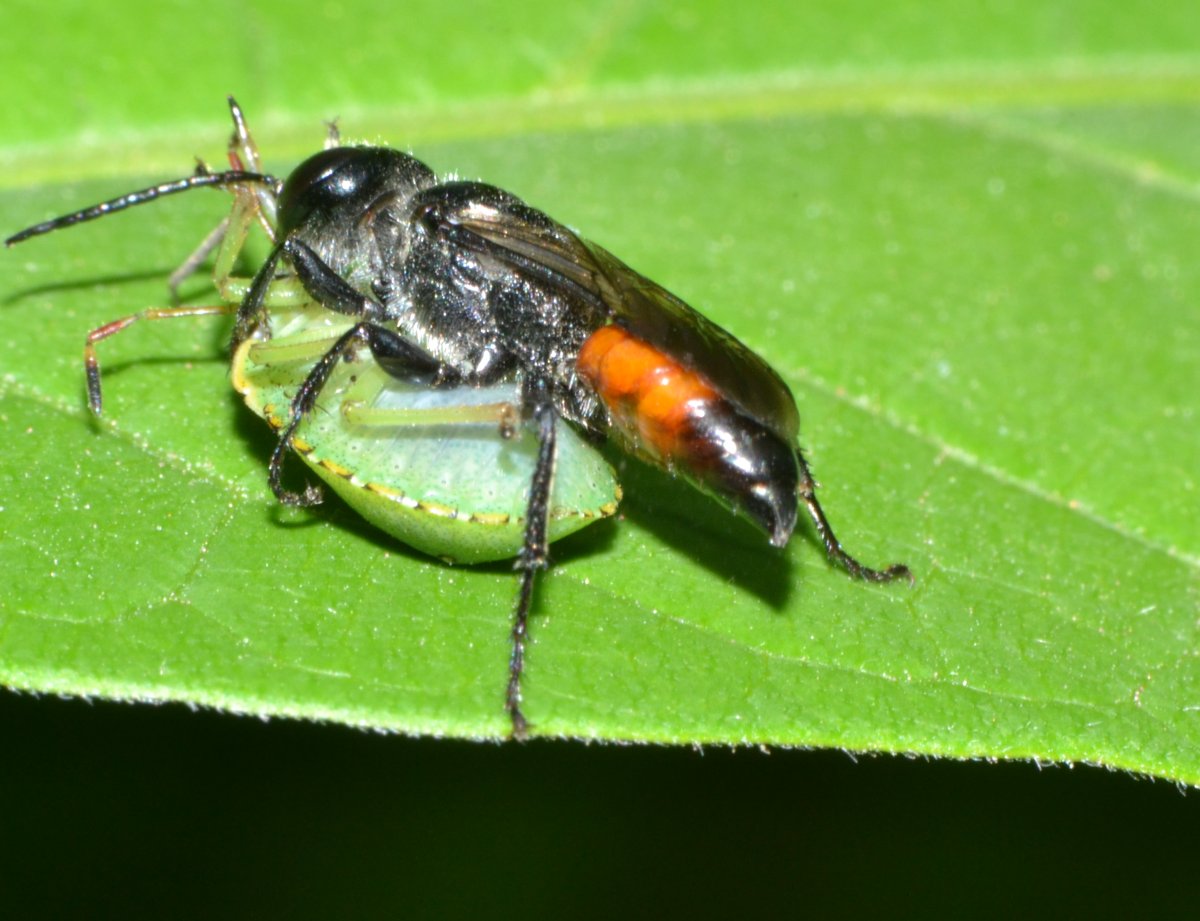 Astata cf. boops con preda (neanide Pentatomidae)