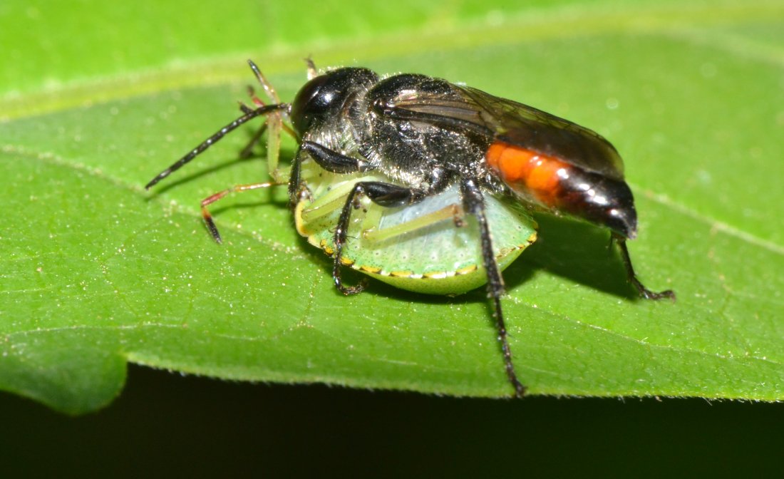 Astata cf. boops con preda (neanide Pentatomidae)