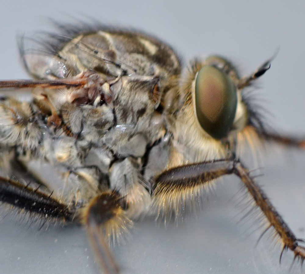 Asilidae: gruppo Machimus