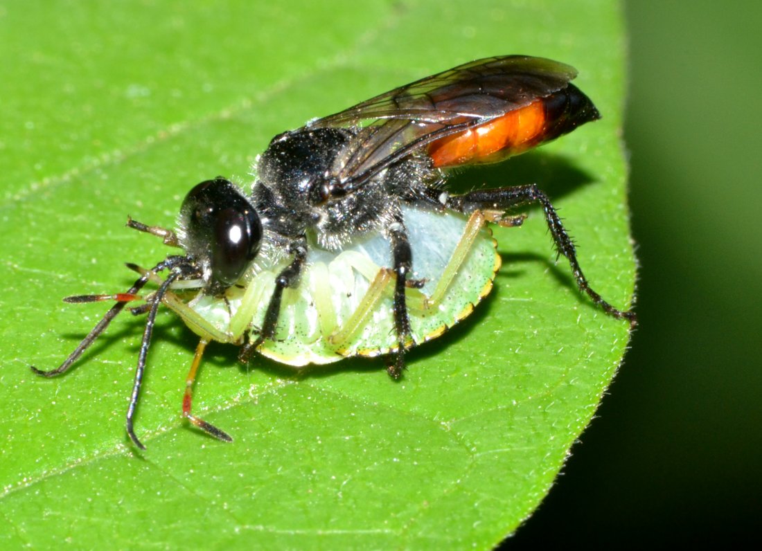 Astata cf. boops con preda (neanide Pentatomidae)