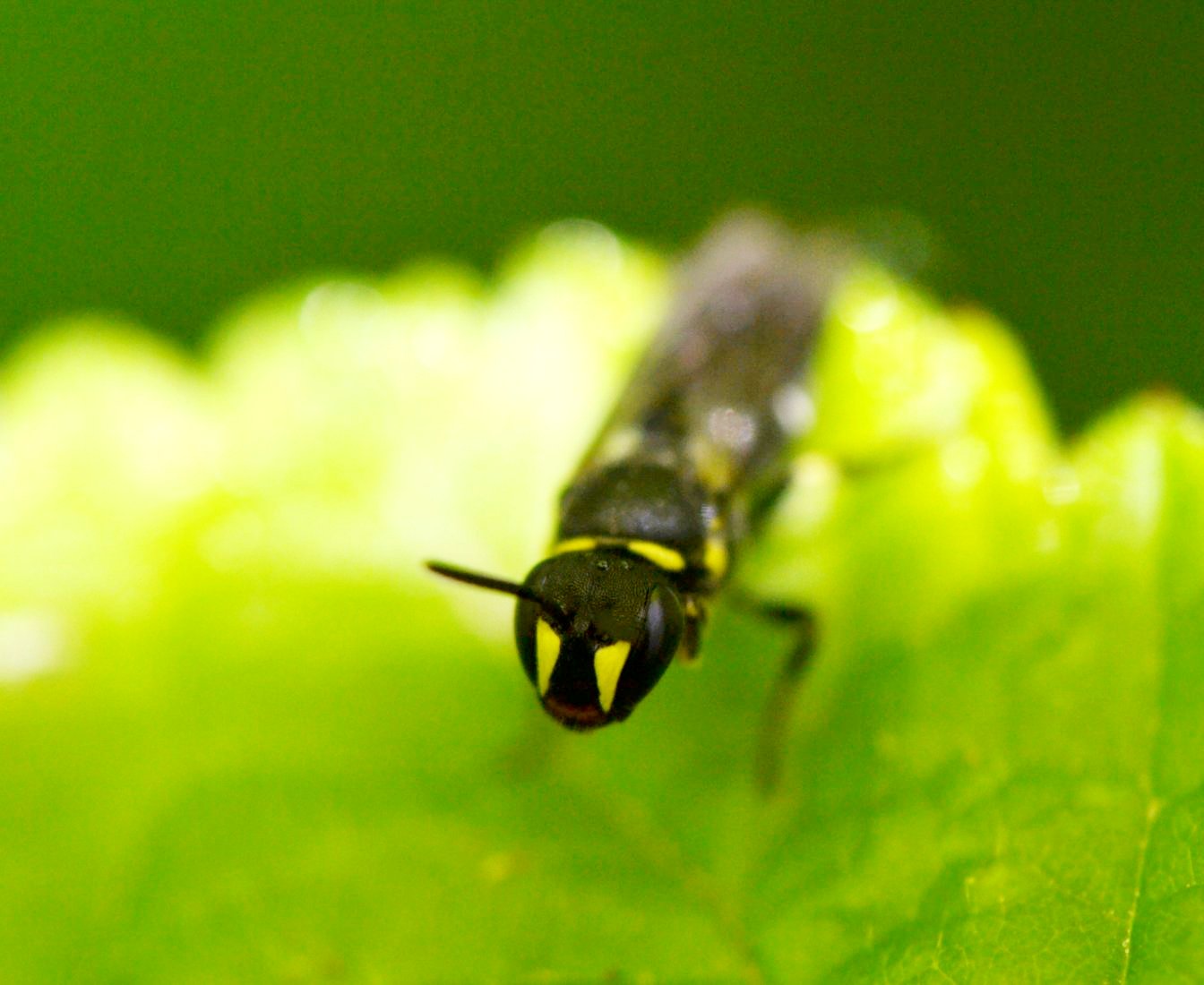 femmina di Hylaeus sp. (Apidae Colletinae)