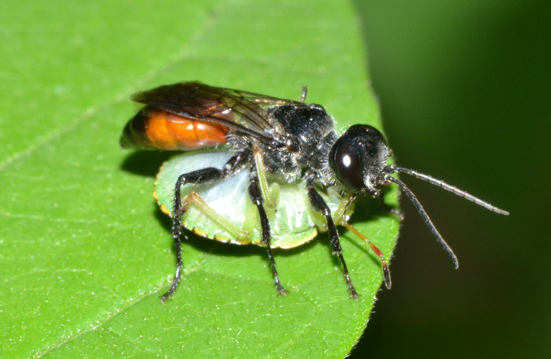 Astata cf. boops con preda (neanide Pentatomidae)