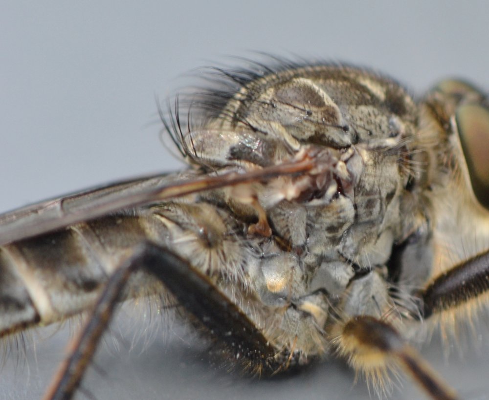 Asilidae: gruppo Machimus