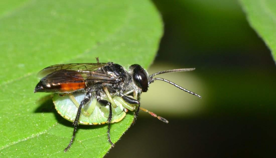 Astata cf. boops con preda (neanide Pentatomidae)