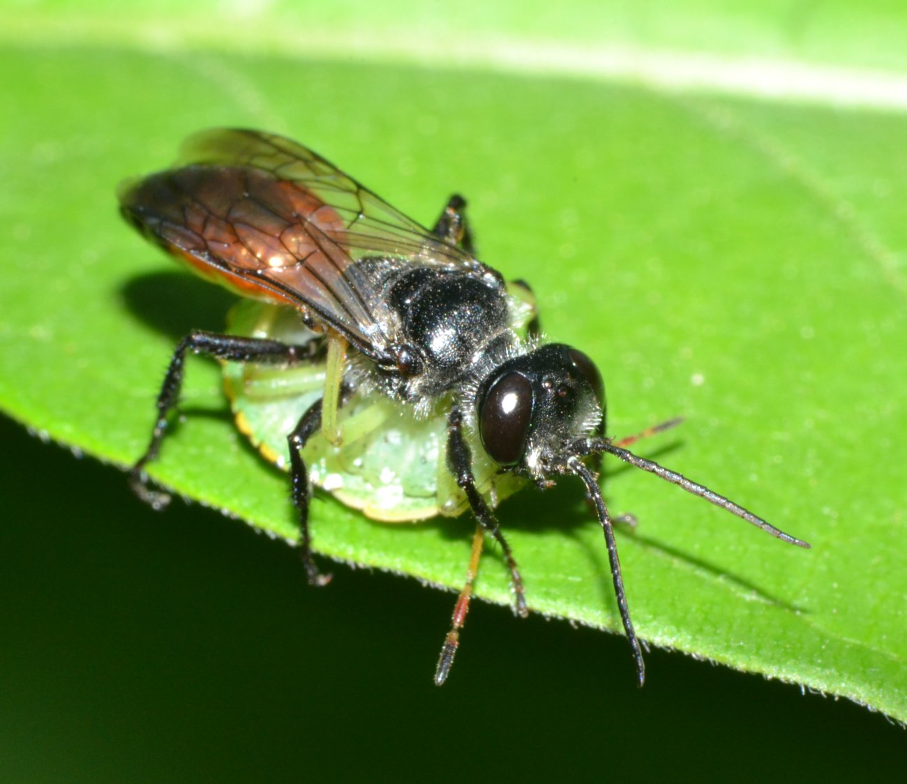 Astata cf. boops con preda (neanide Pentatomidae)