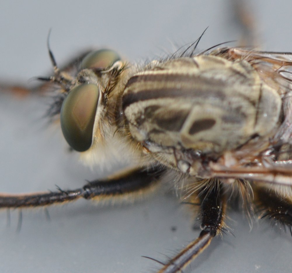 Asilidae: gruppo Machimus