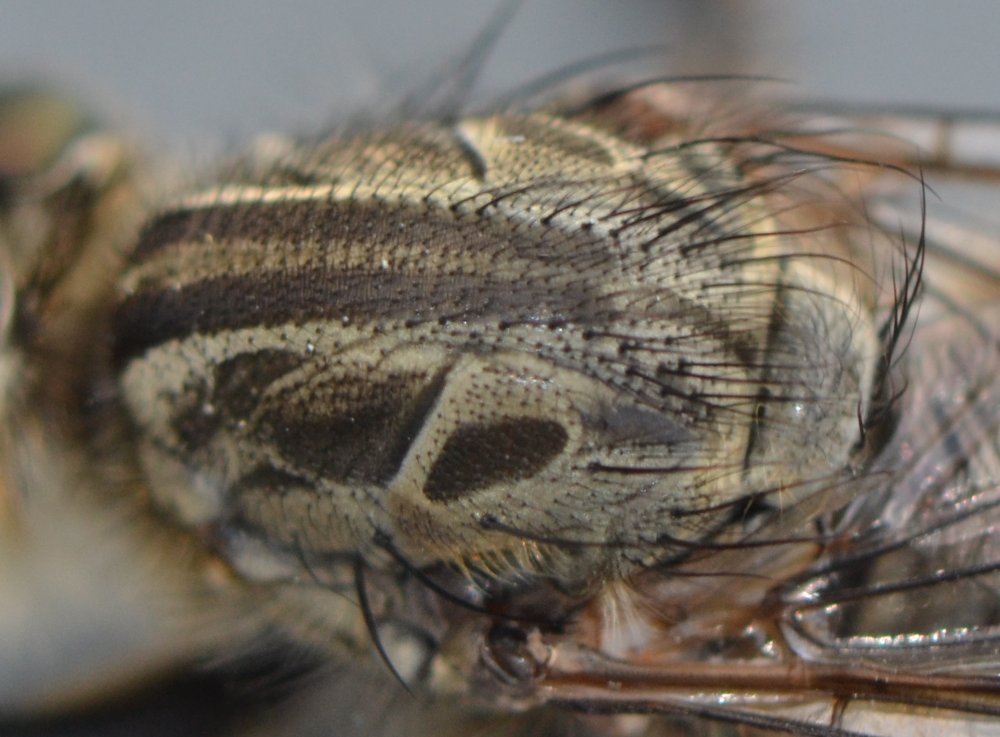 Asilidae: gruppo Machimus