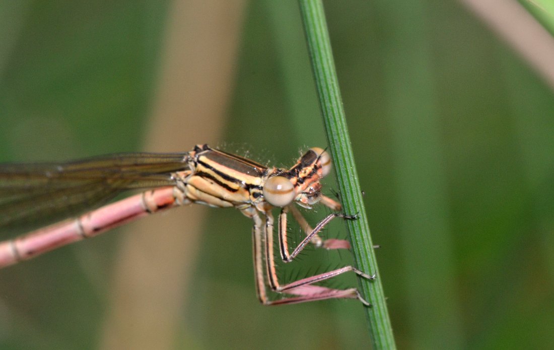 Furto (mio) a spese di un Tetragnathidae