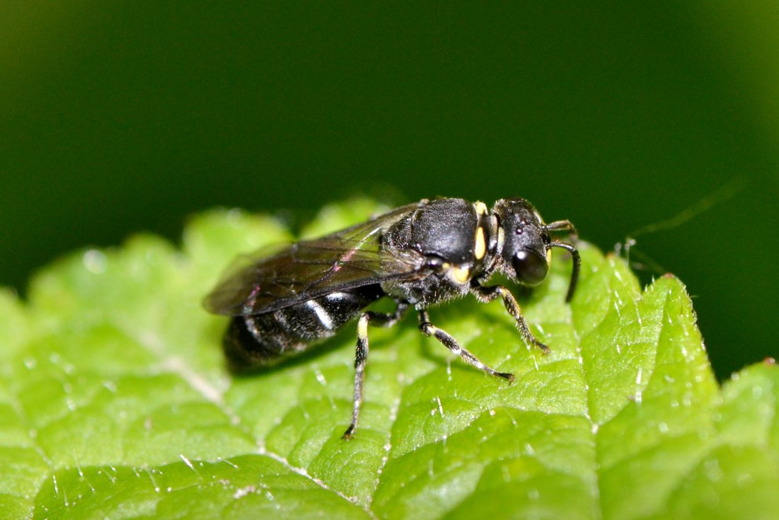 femmina di Hylaeus sp. (Apidae Colletinae)