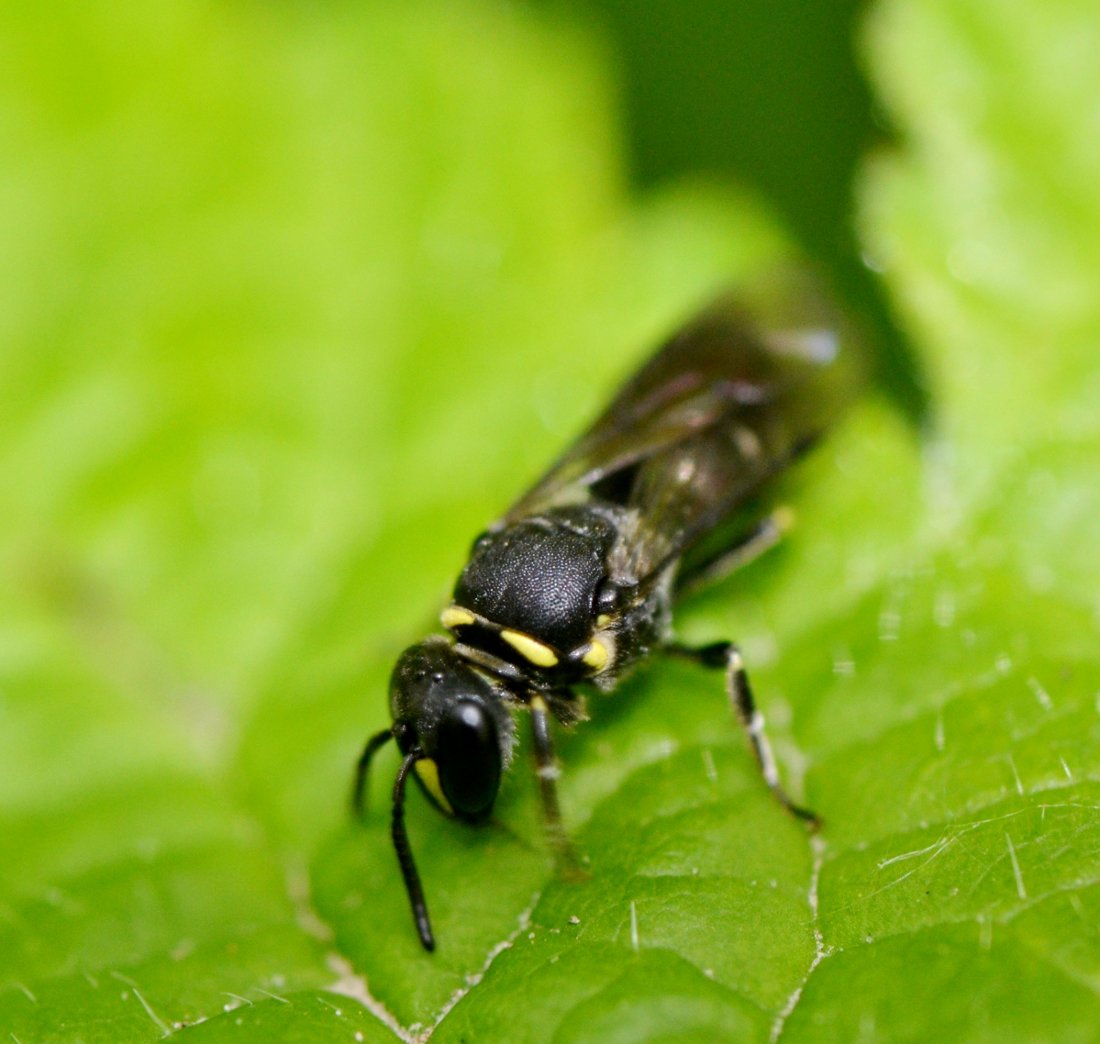 femmina di Hylaeus sp. (Apidae Colletinae)