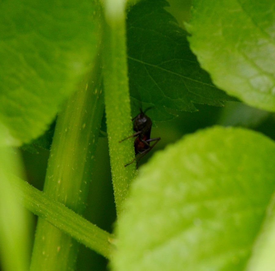 ID imenottero (Pompilidae?)