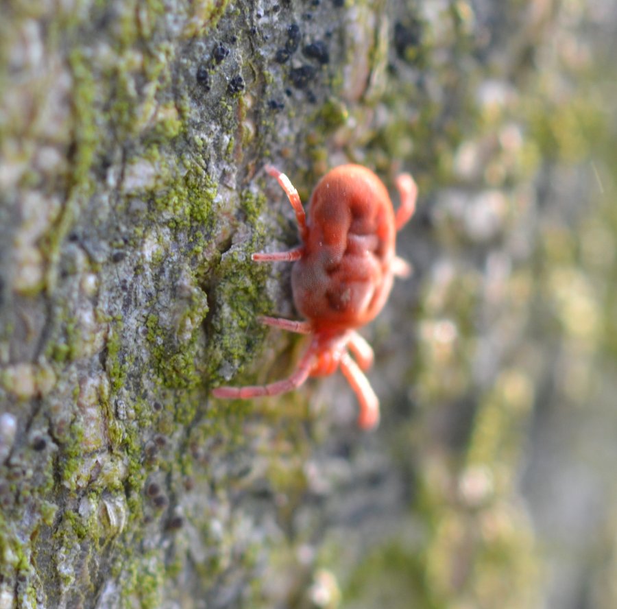 Trombidium holosericeum?