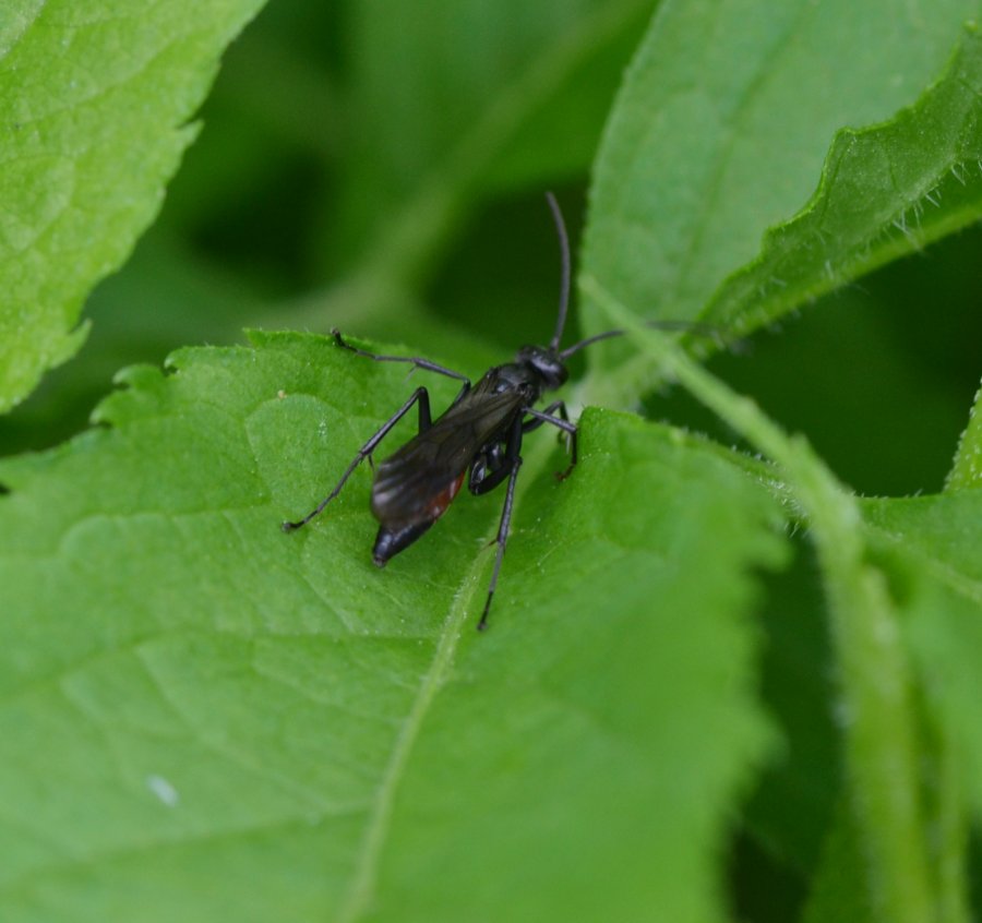 ID imenottero (Pompilidae?)